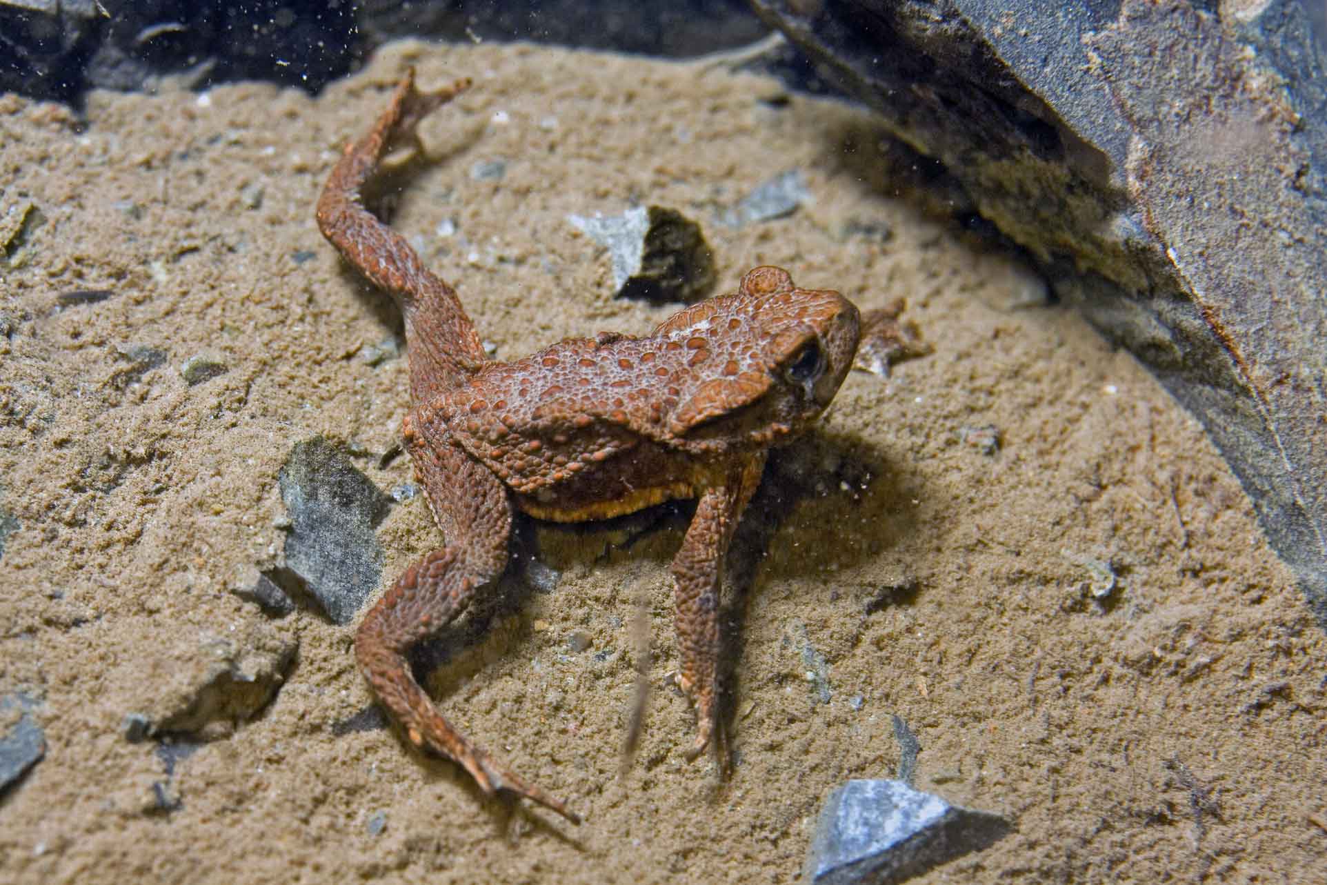 2009 03 04 016 Erdkroete