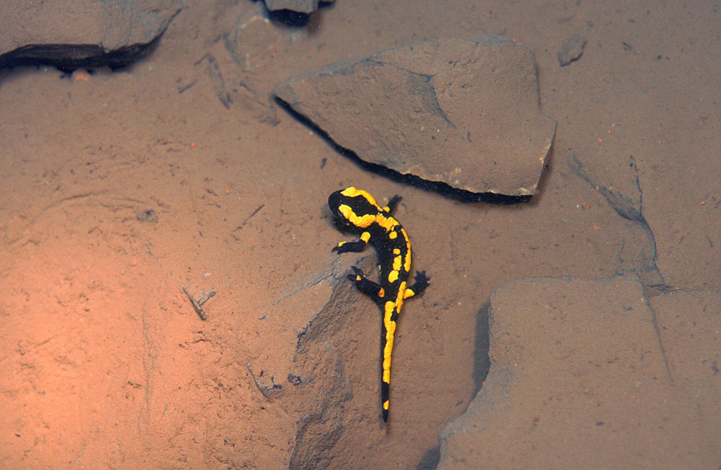 28.05.07 076 Jungsalamander